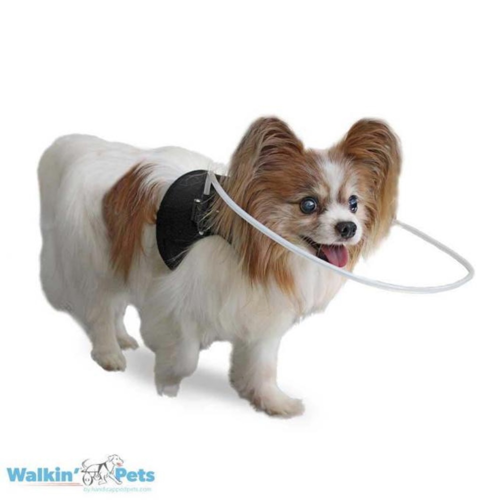 Walking pets